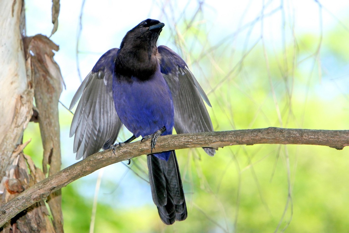 Purplish Jay - Horacio Luna