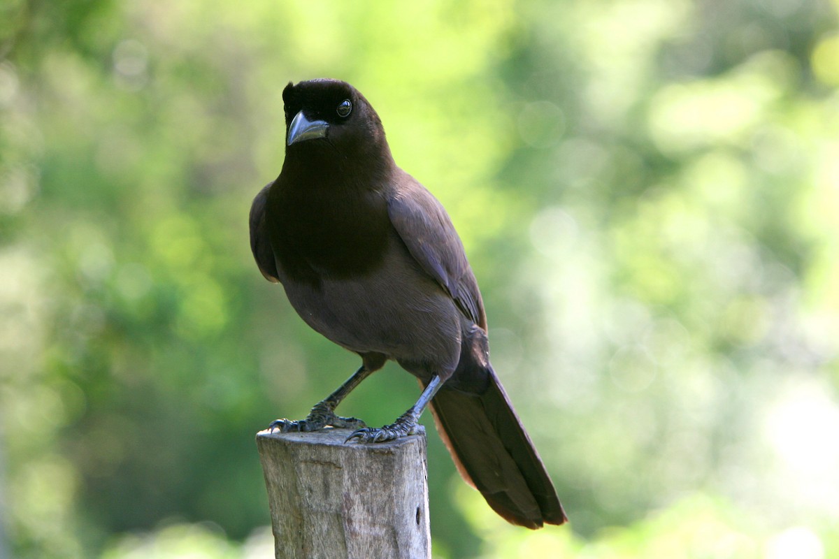 Purplish Jay - ML120251671