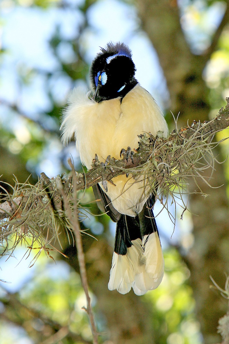 Plush-crested Jay - Horacio Luna