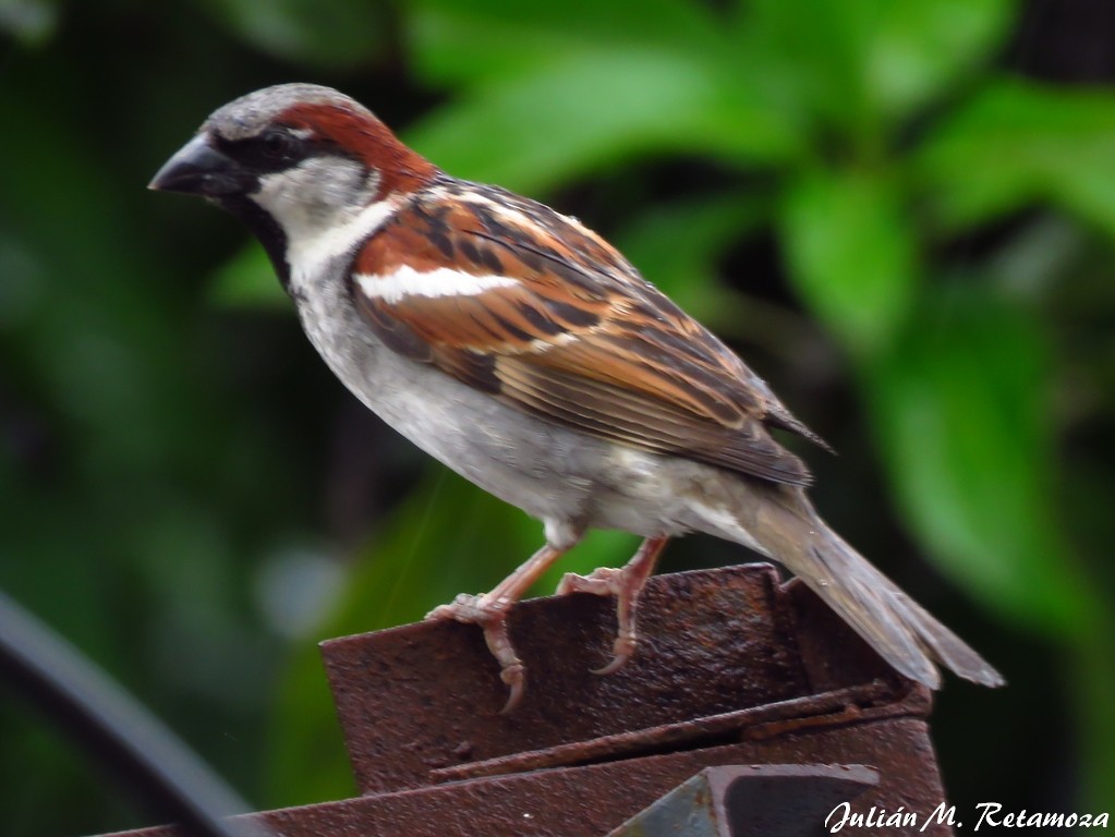 House Sparrow - ML120252251