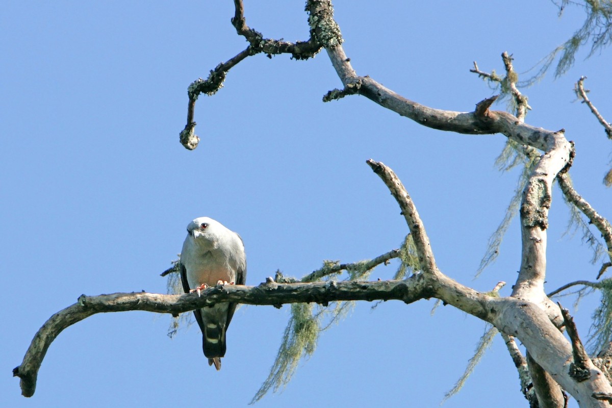 Plumbeous Kite - ML120252591