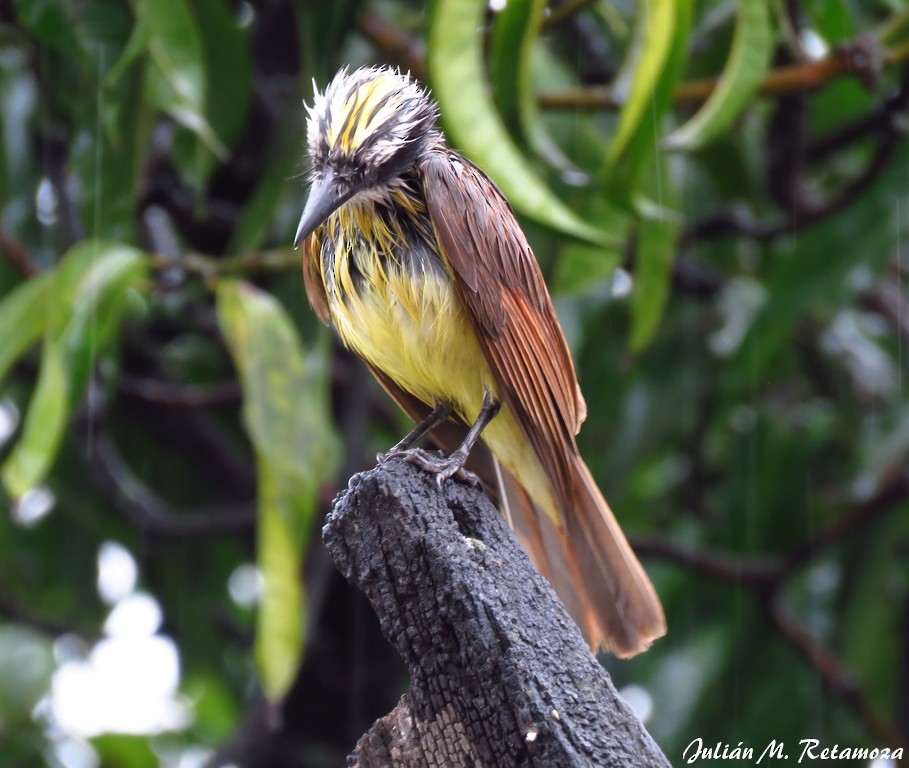 Great Kiskadee - ML120252701