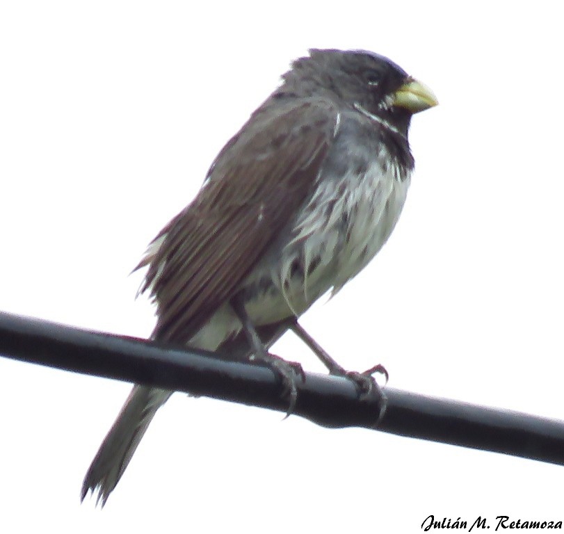 Double-collared Seedeater - ML120252921
