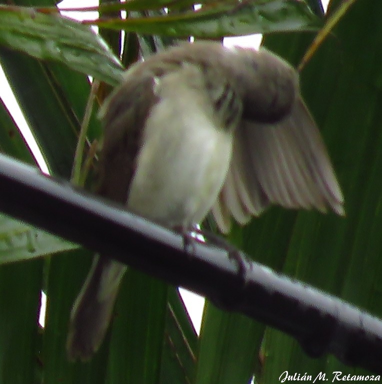 Double-collared Seedeater - ML120252931