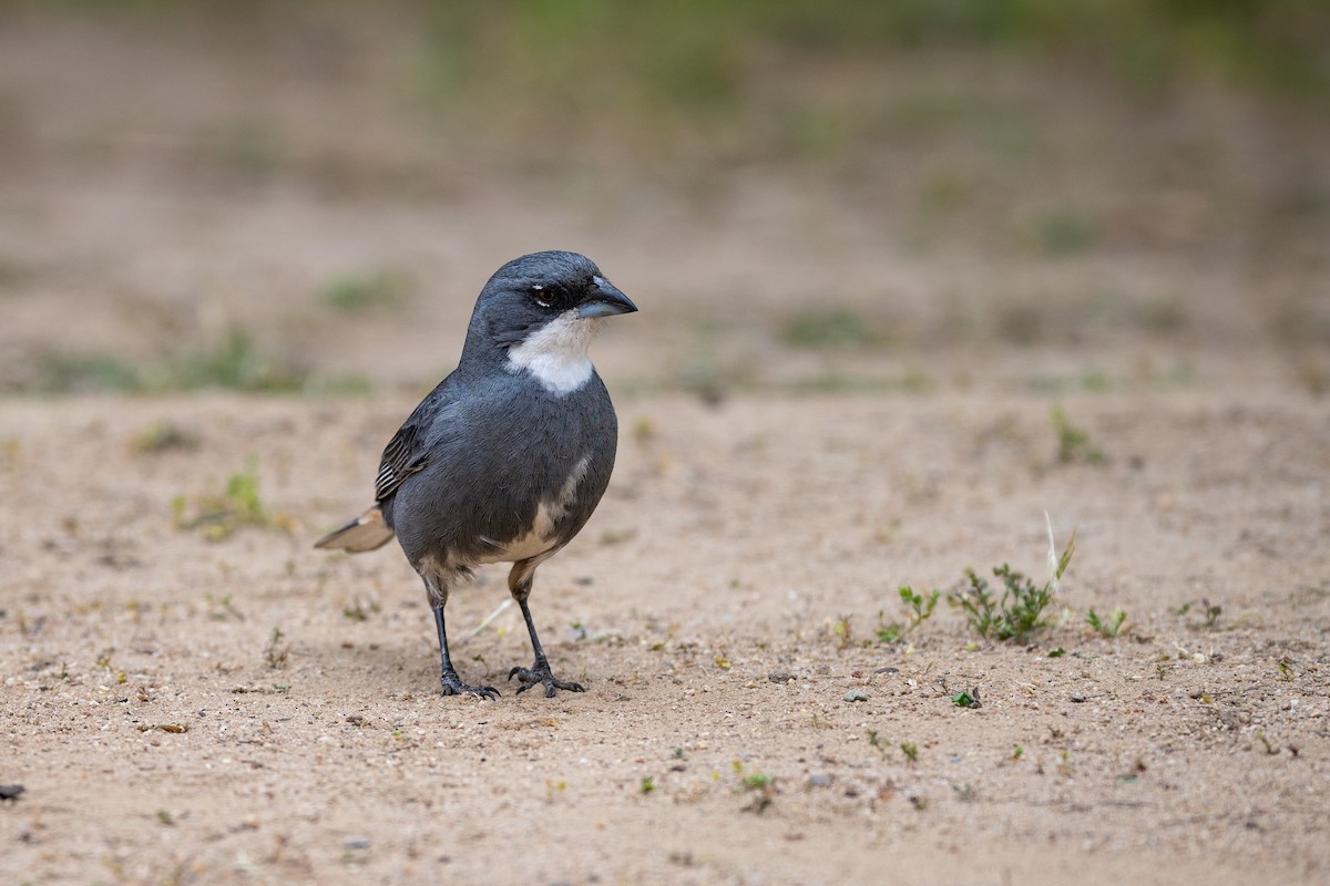 Diuca Finch - Mathurin Malby