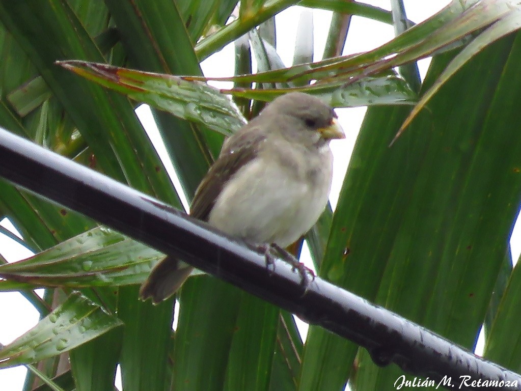 Double-collared Seedeater - ML120252951
