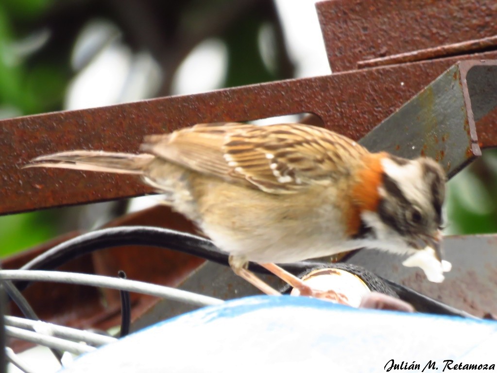 Rufous-collared Sparrow - ML120253321
