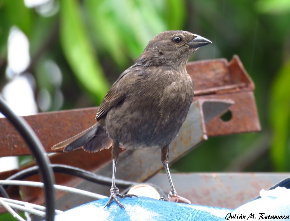 Shiny Cowbird - Julián Retamoza