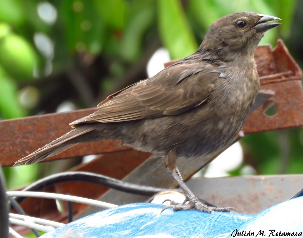 Shiny Cowbird - Julián Retamoza