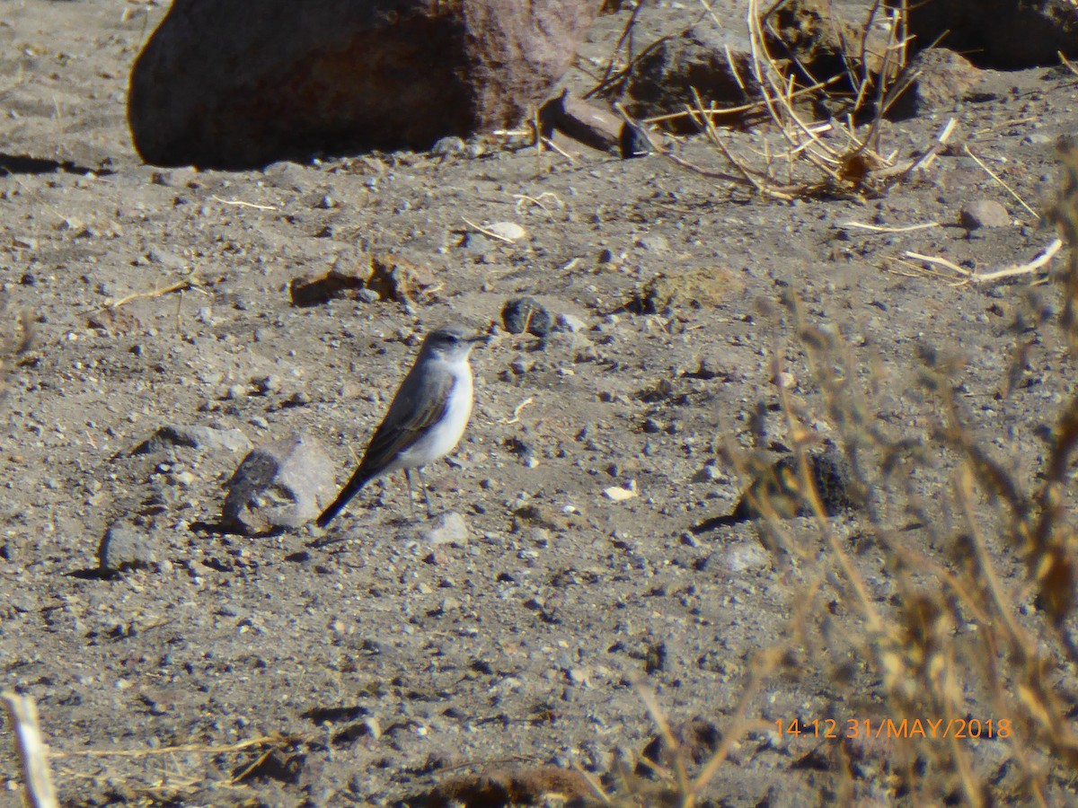 Rufous-naped Ground-Tyrant - ML120253751