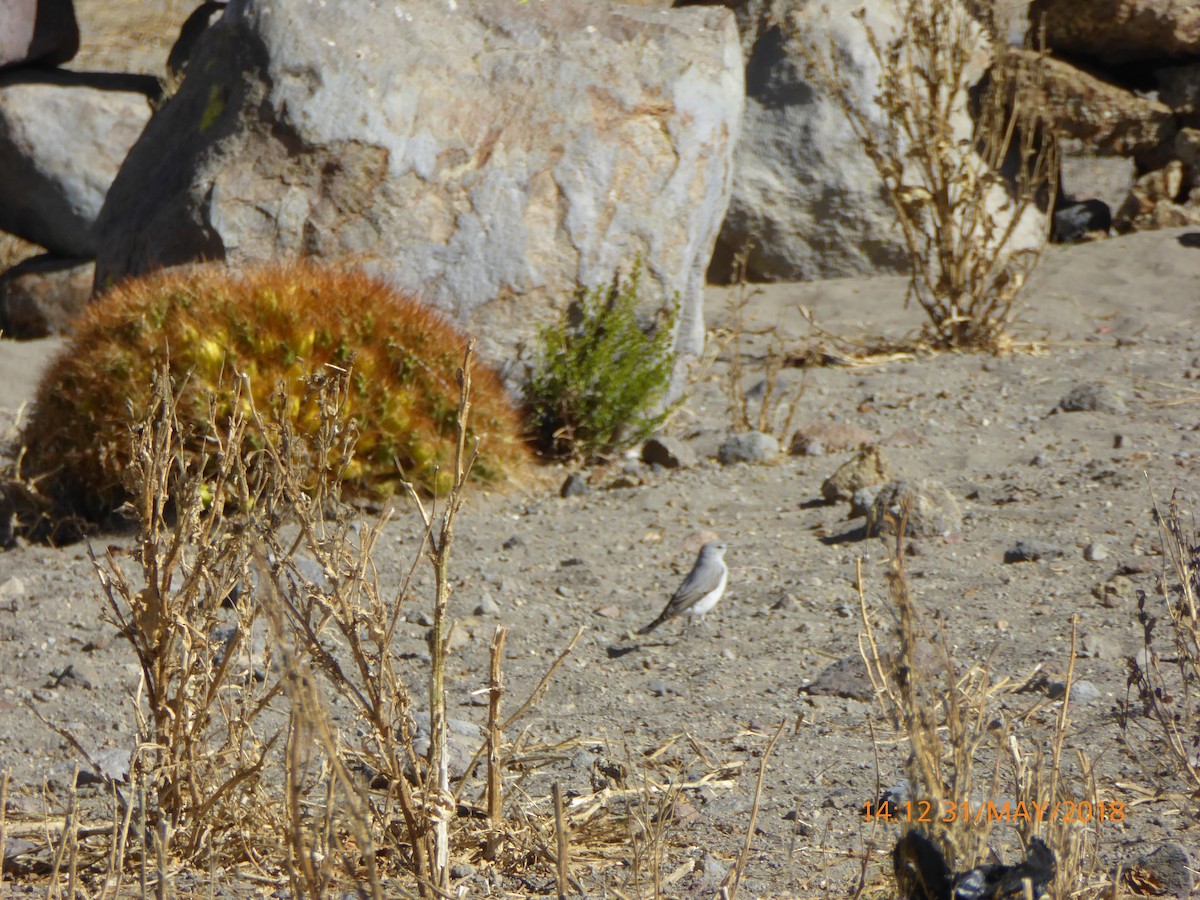 Rufous-naped Ground-Tyrant - ML120253781