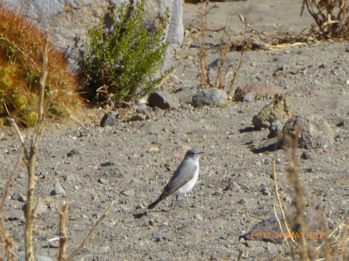 Rufous-naped Ground-Tyrant - ML120253791