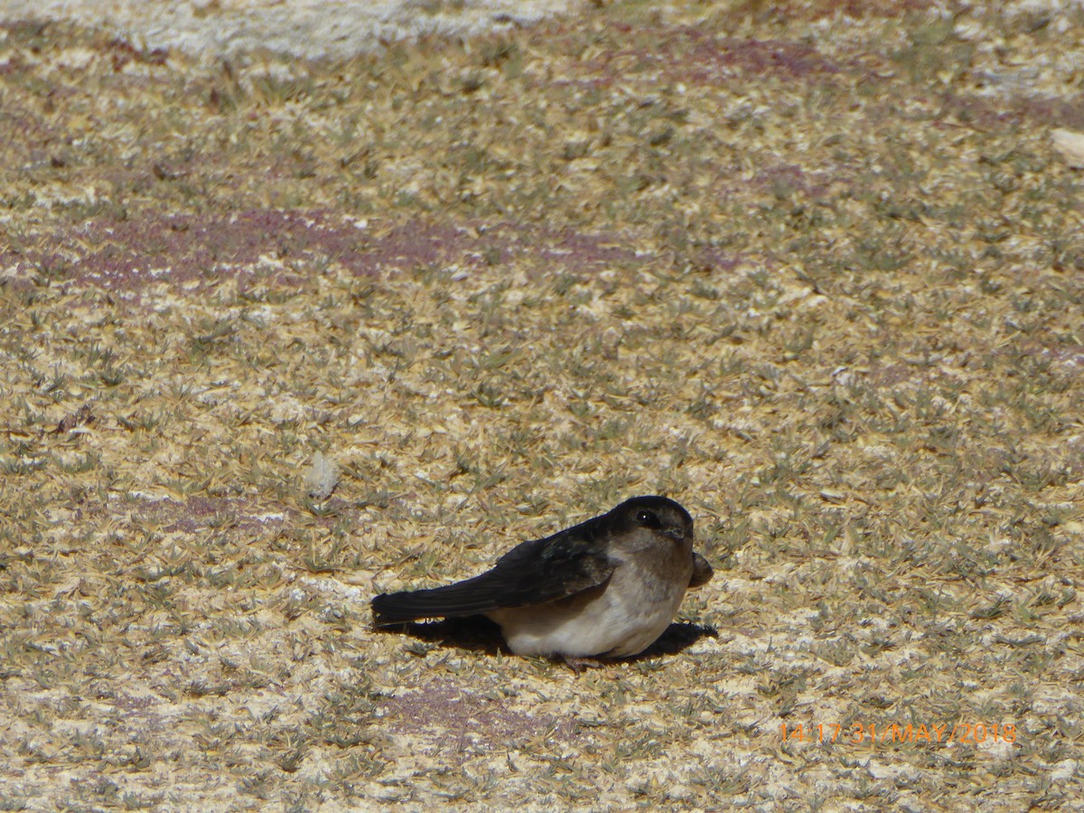 Andean Swallow - ML120254181