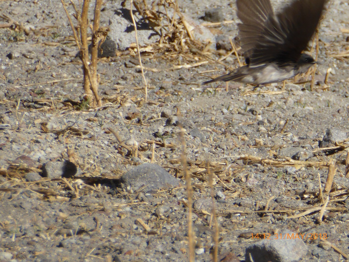 Andean Swallow - ML120254291