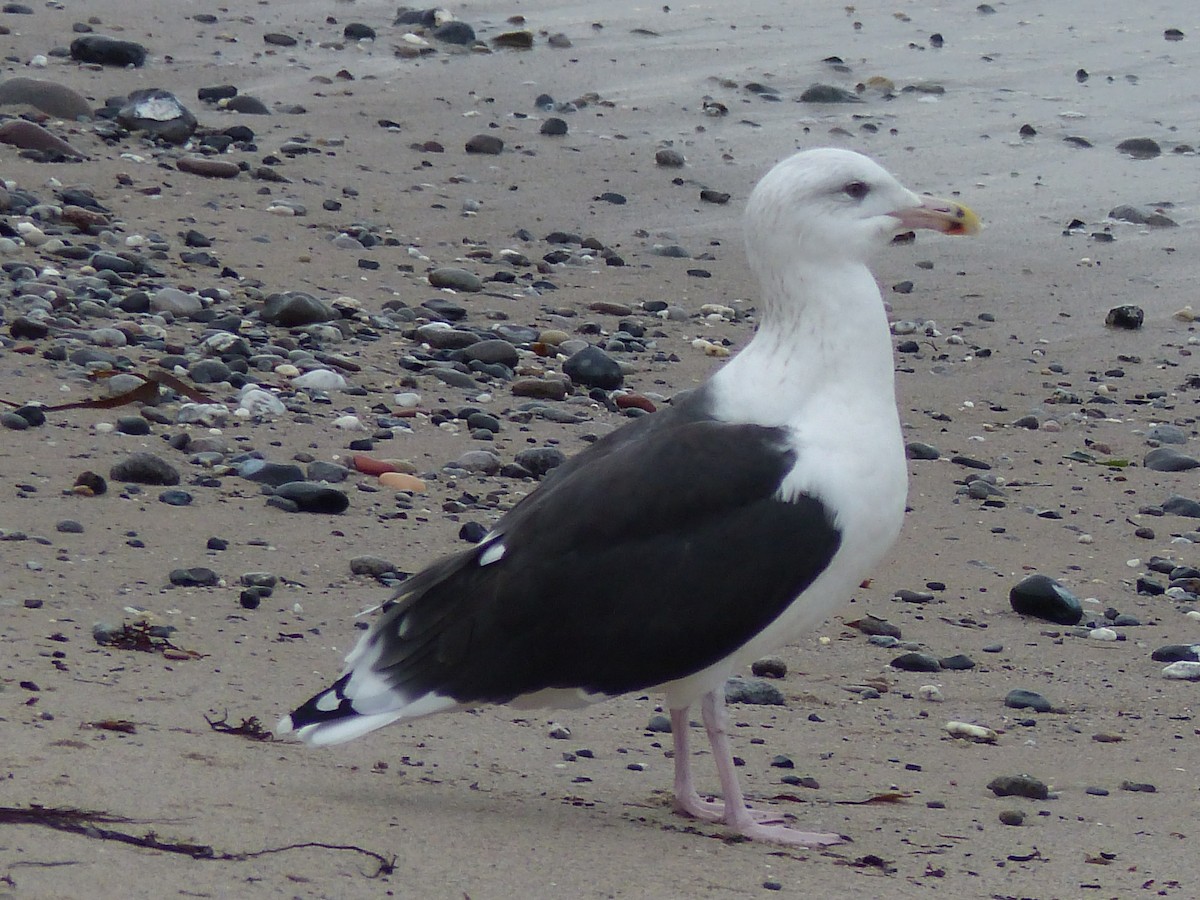 Great Black-backed Gull - ML120254411