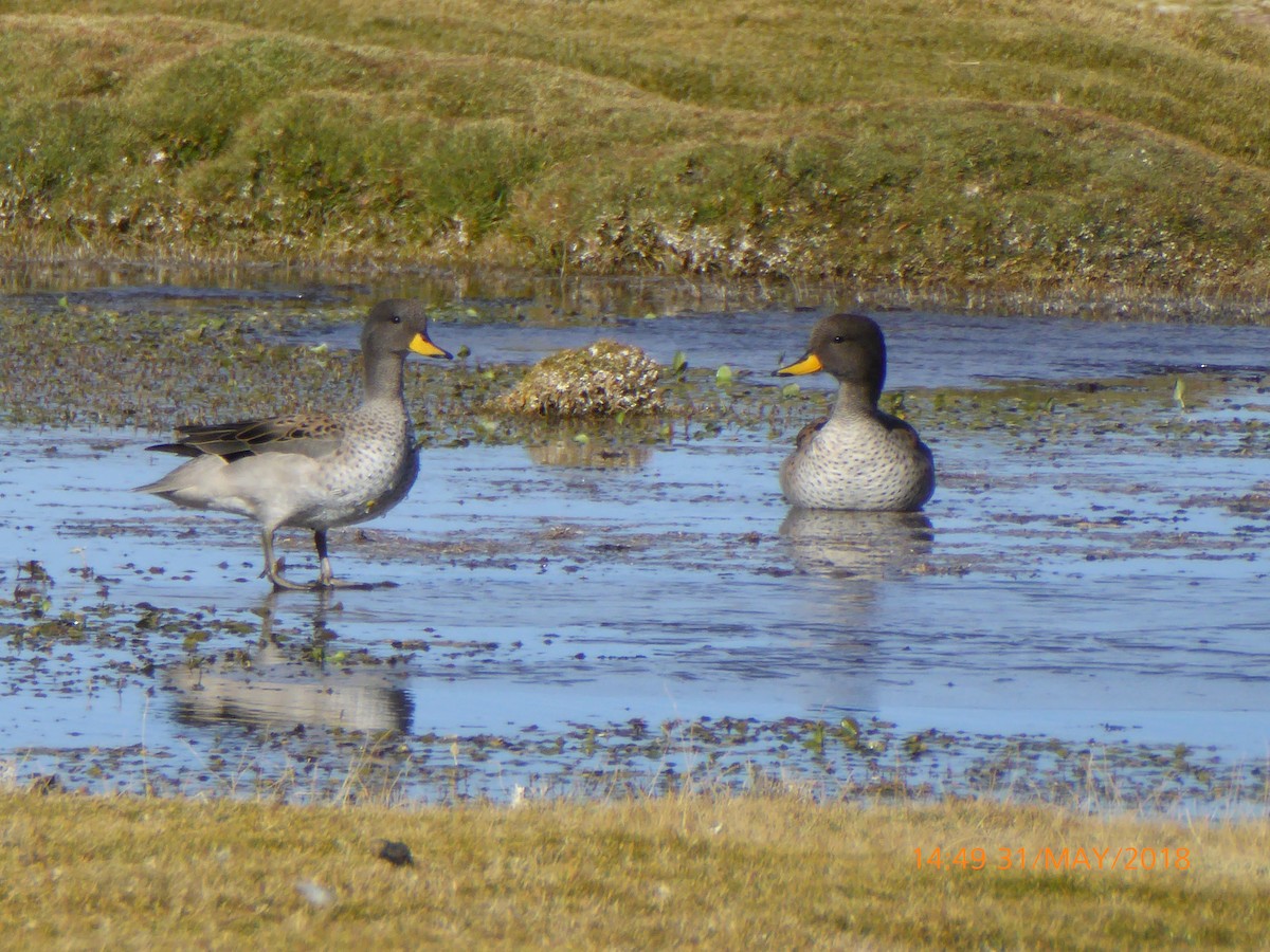 Yellow-billed Teal - ML120254651