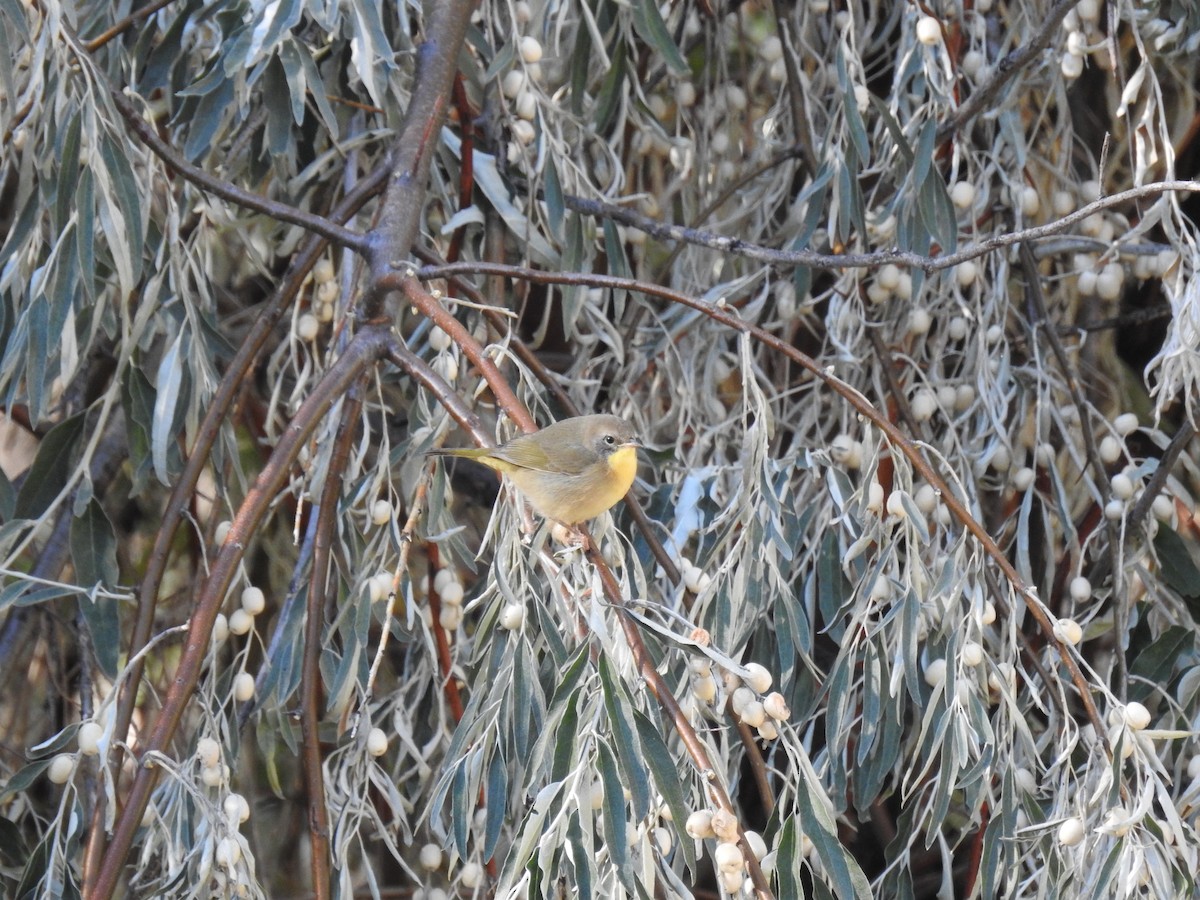 Common Yellowthroat - ML120255641