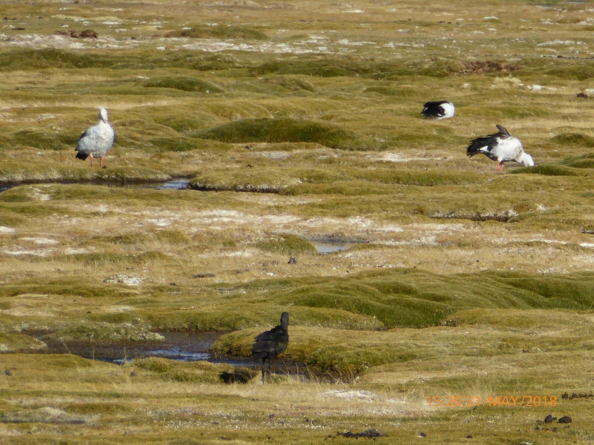 Andean Goose - ML120255771