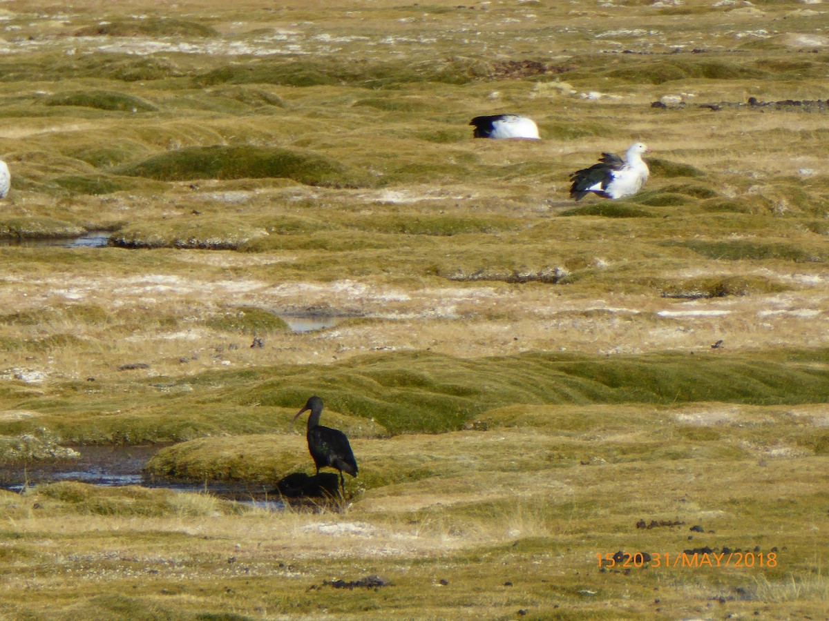 Andean Goose - ML120256131