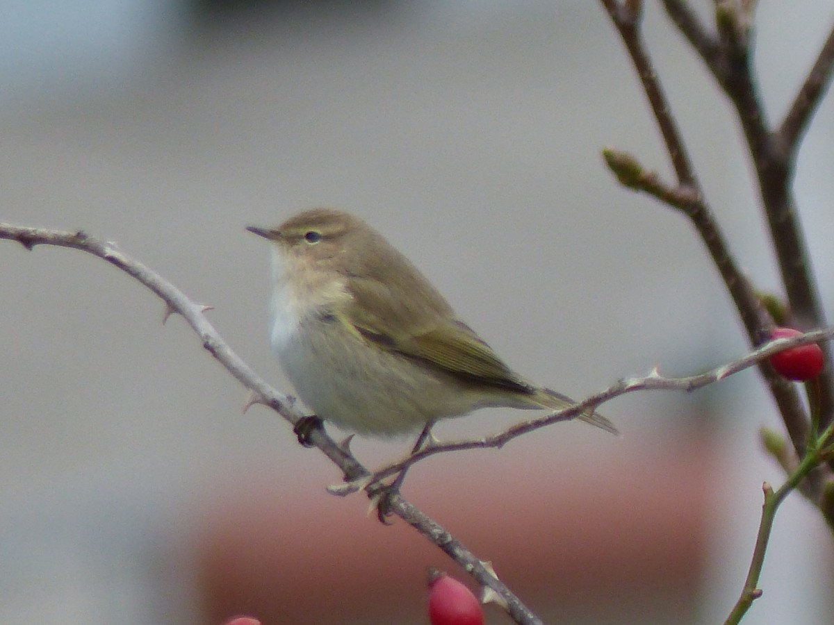 Common Chiffchaff (Siberian) - Coleta Holzhäuser