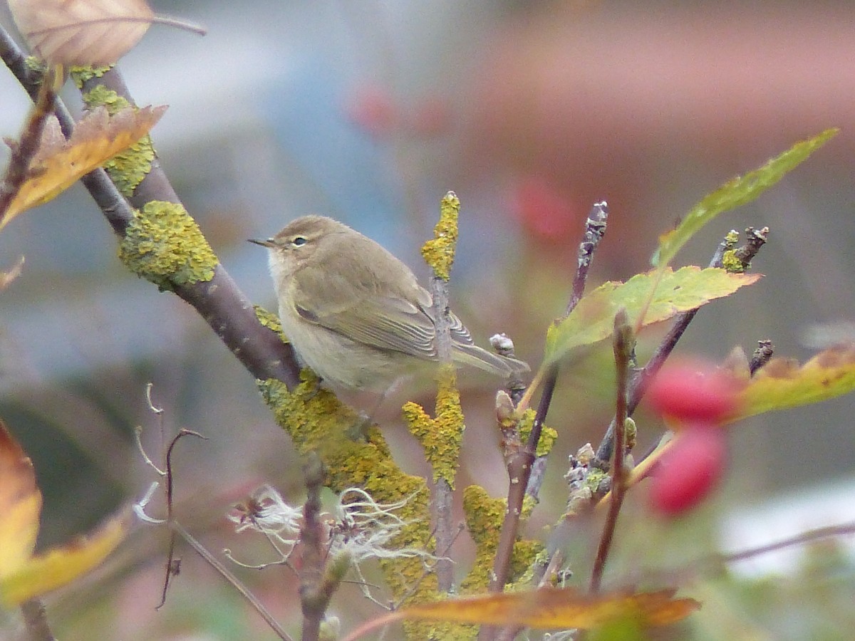 Common Chiffchaff (Siberian) - ML120257611