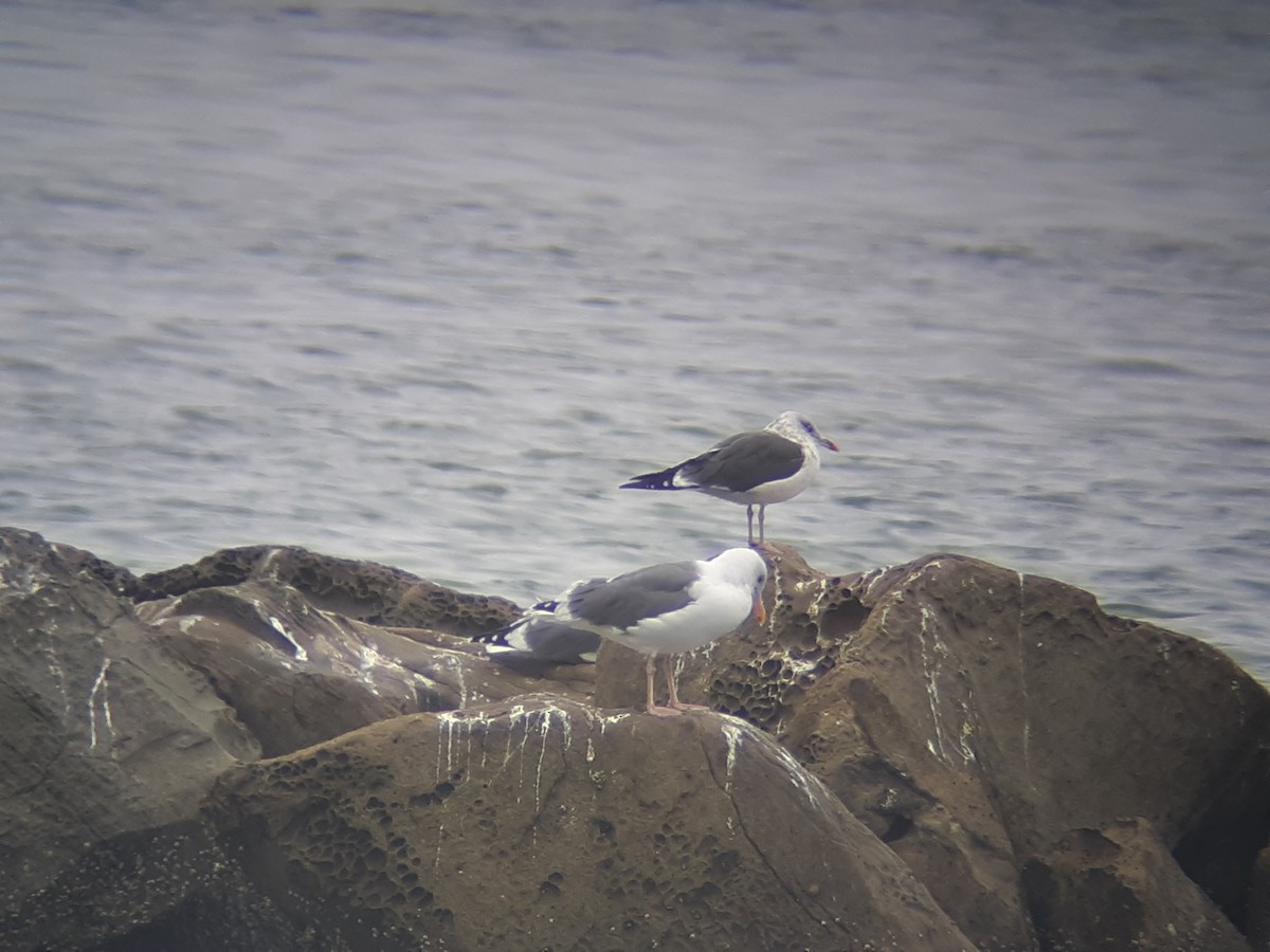 Lesser Black-backed Gull - ML120257811