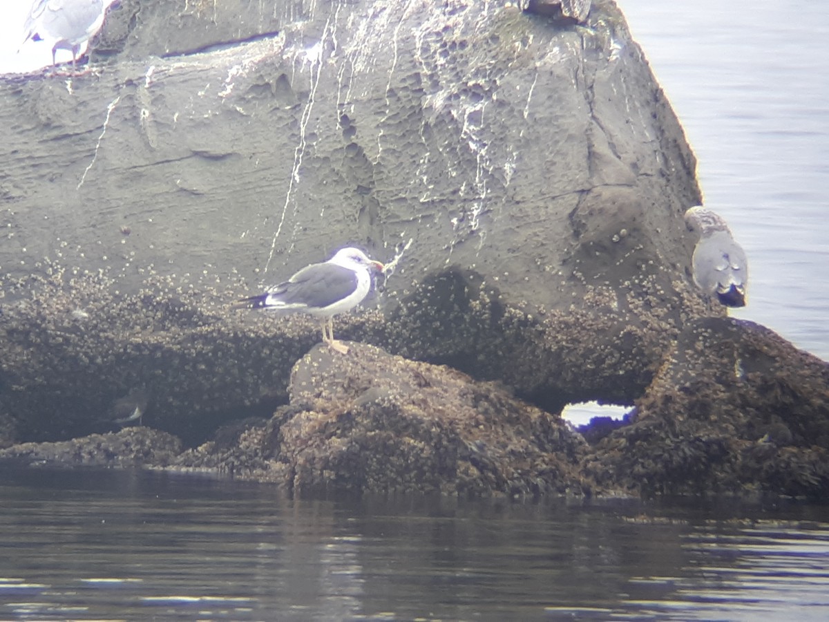 Lesser Black-backed Gull - ML120257861