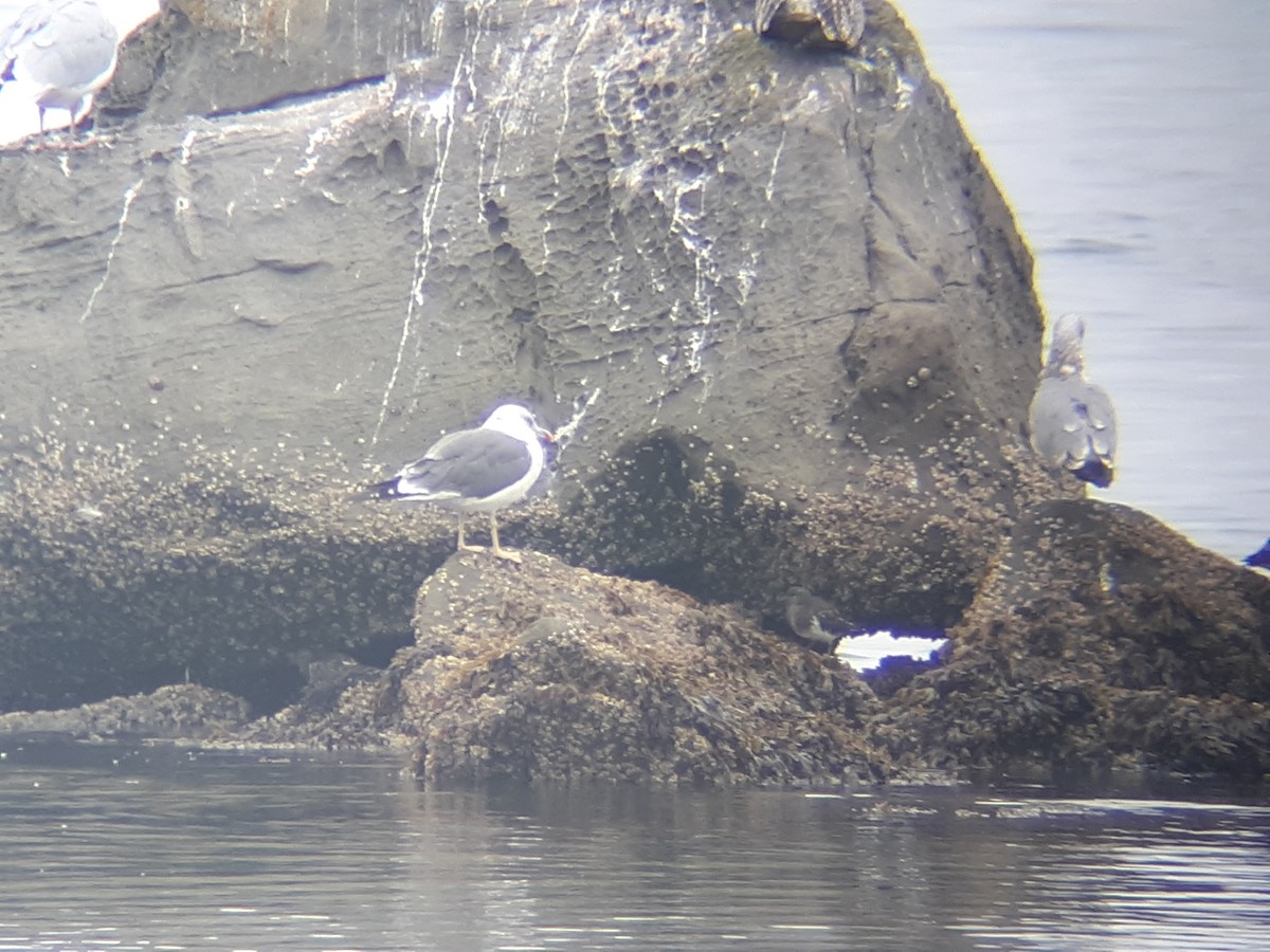 Lesser Black-backed Gull - ML120257891