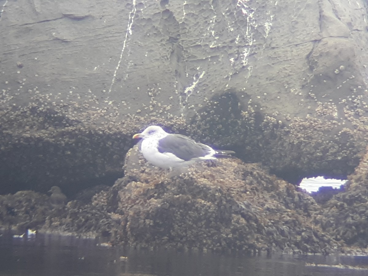 Lesser Black-backed Gull - ML120257931