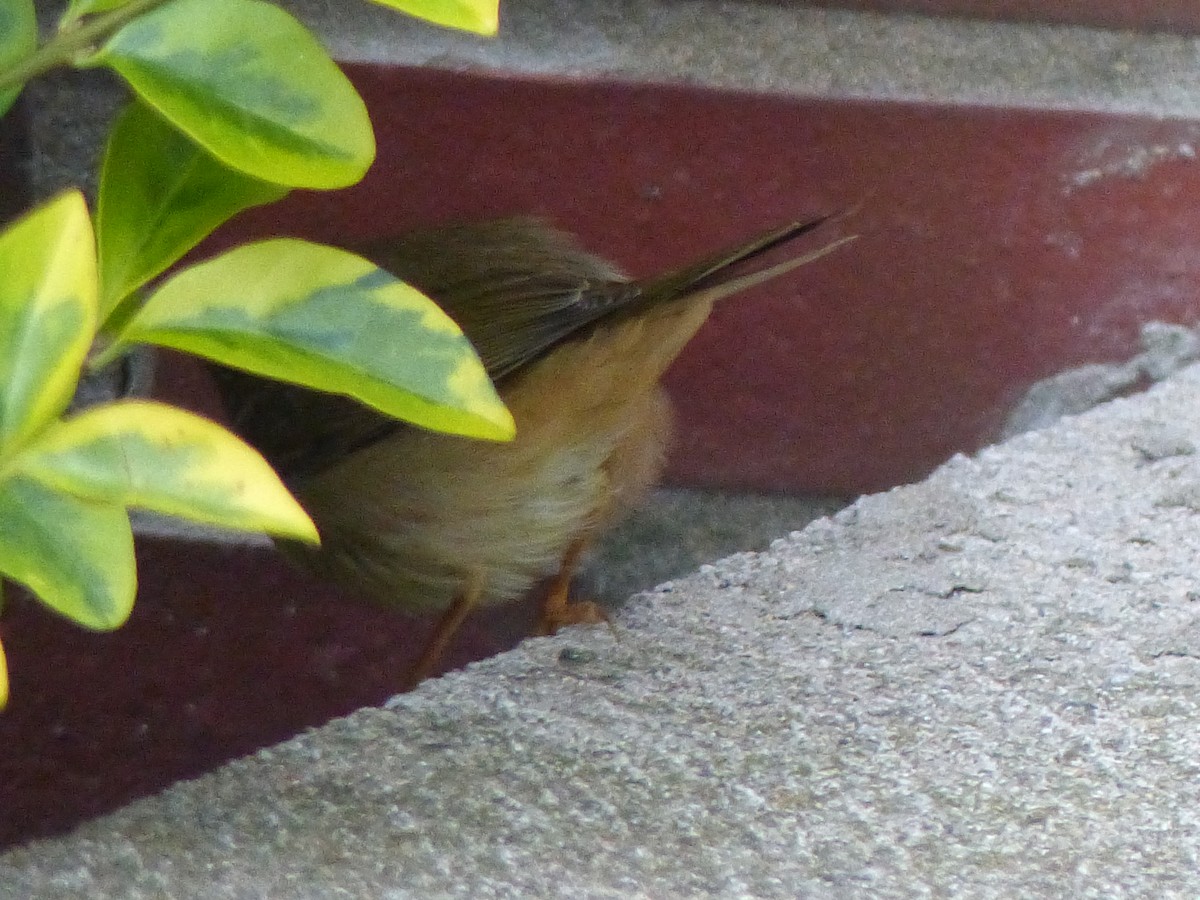 Radde's Warbler - Coleta Holzhäuser