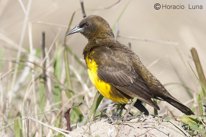 Brown-and-yellow Marshbird - ML120260001