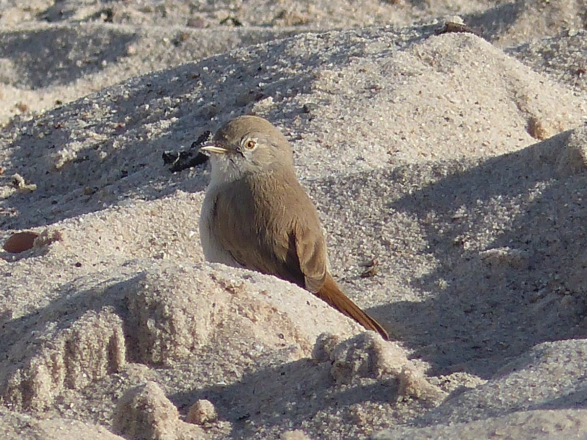 Asian Desert Warbler - Coleta Holzhäuser