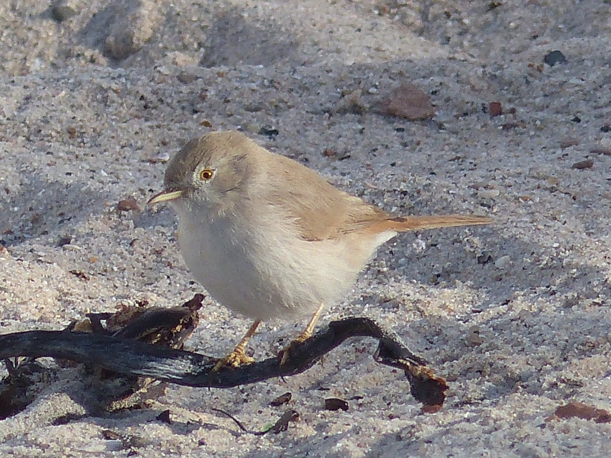 Asian Desert Warbler - Coleta Holzhäuser