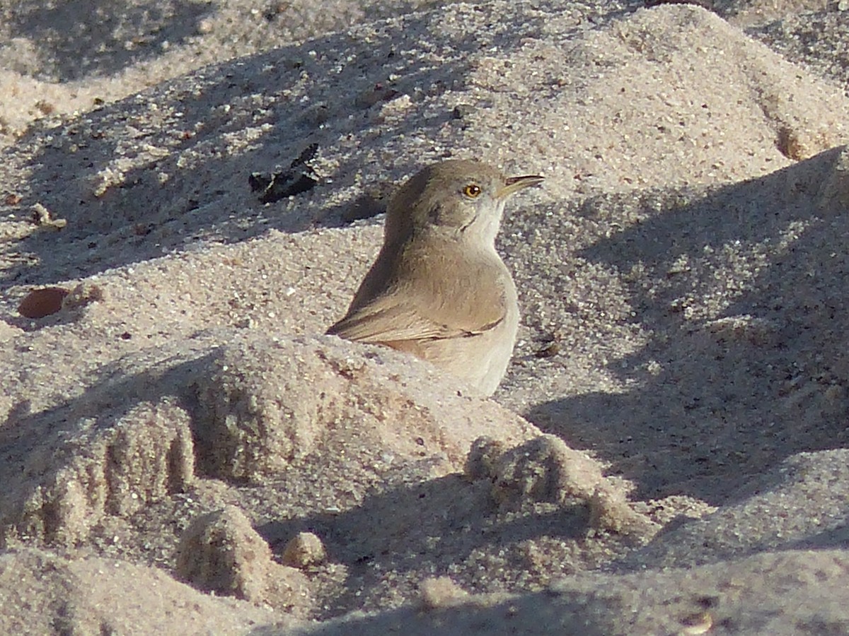 Asian Desert Warbler - Coleta Holzhäuser