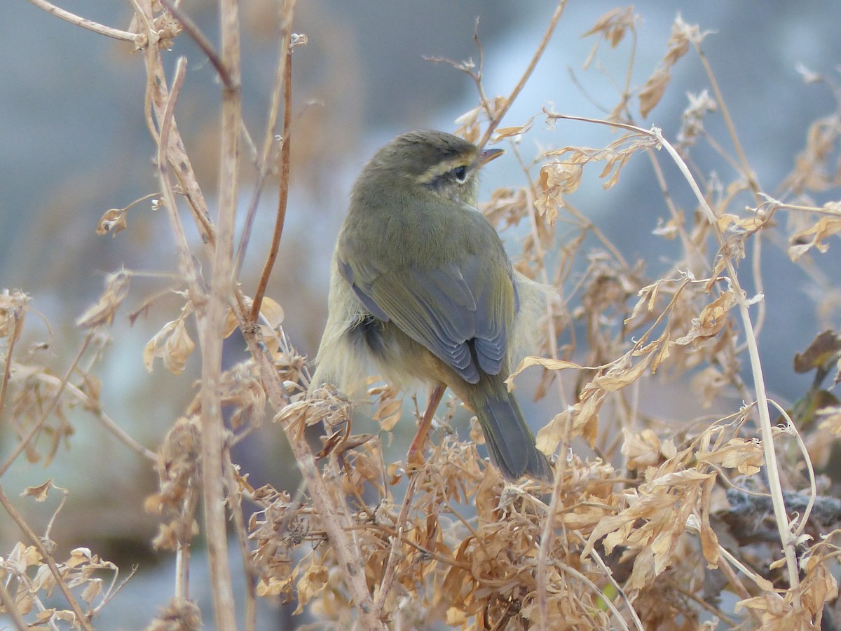 Radde's Warbler - Coleta Holzhäuser