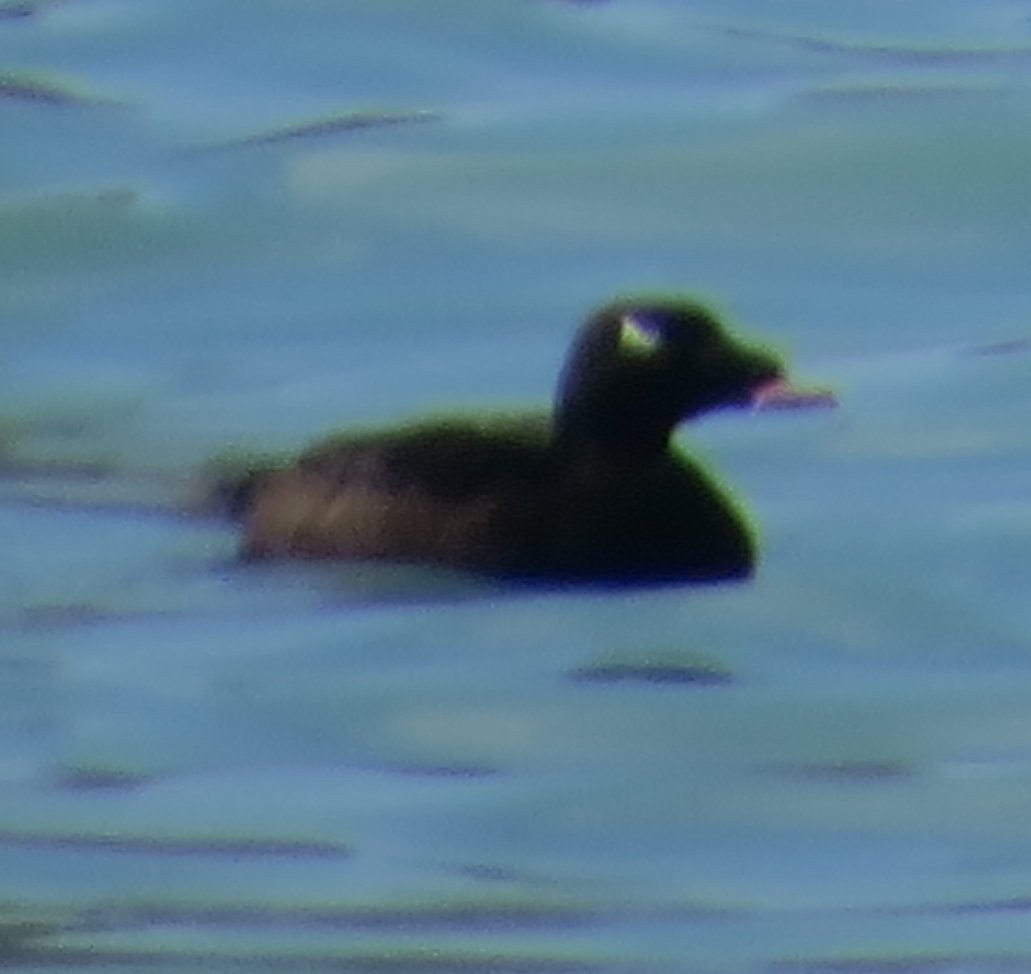 White-winged Scoter - ML120262741