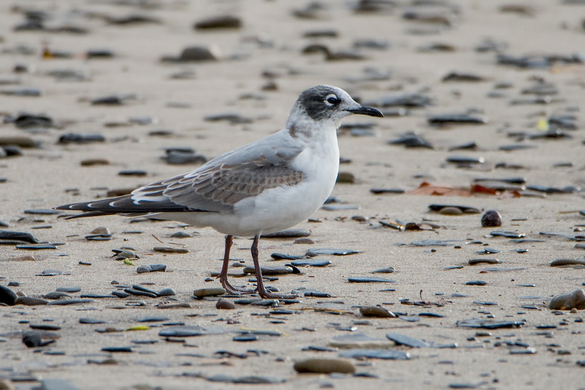 Franklin's Gull - ML120263801