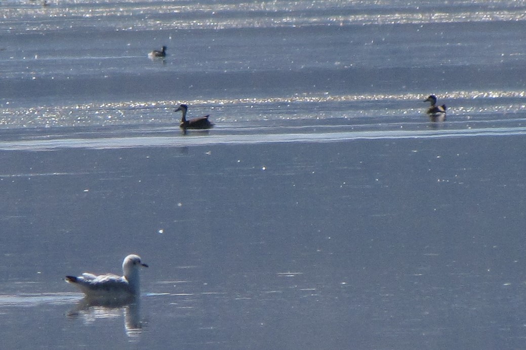 Andean Gull - ML120263881