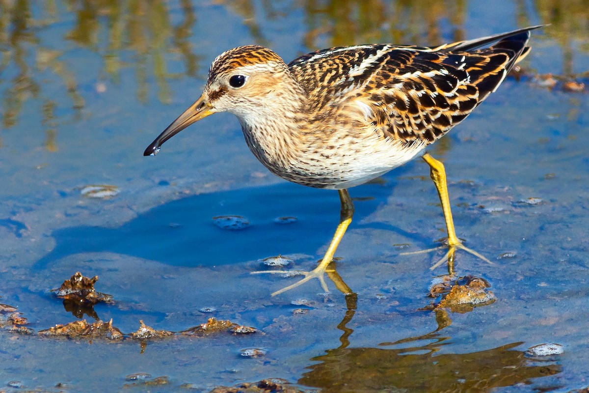 Pectoral Sandpiper - ML120264261