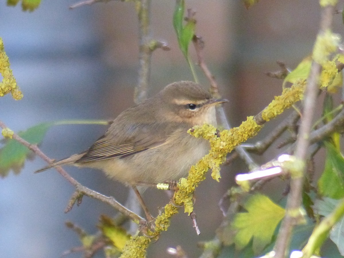 Dusky Warbler - ML120264561