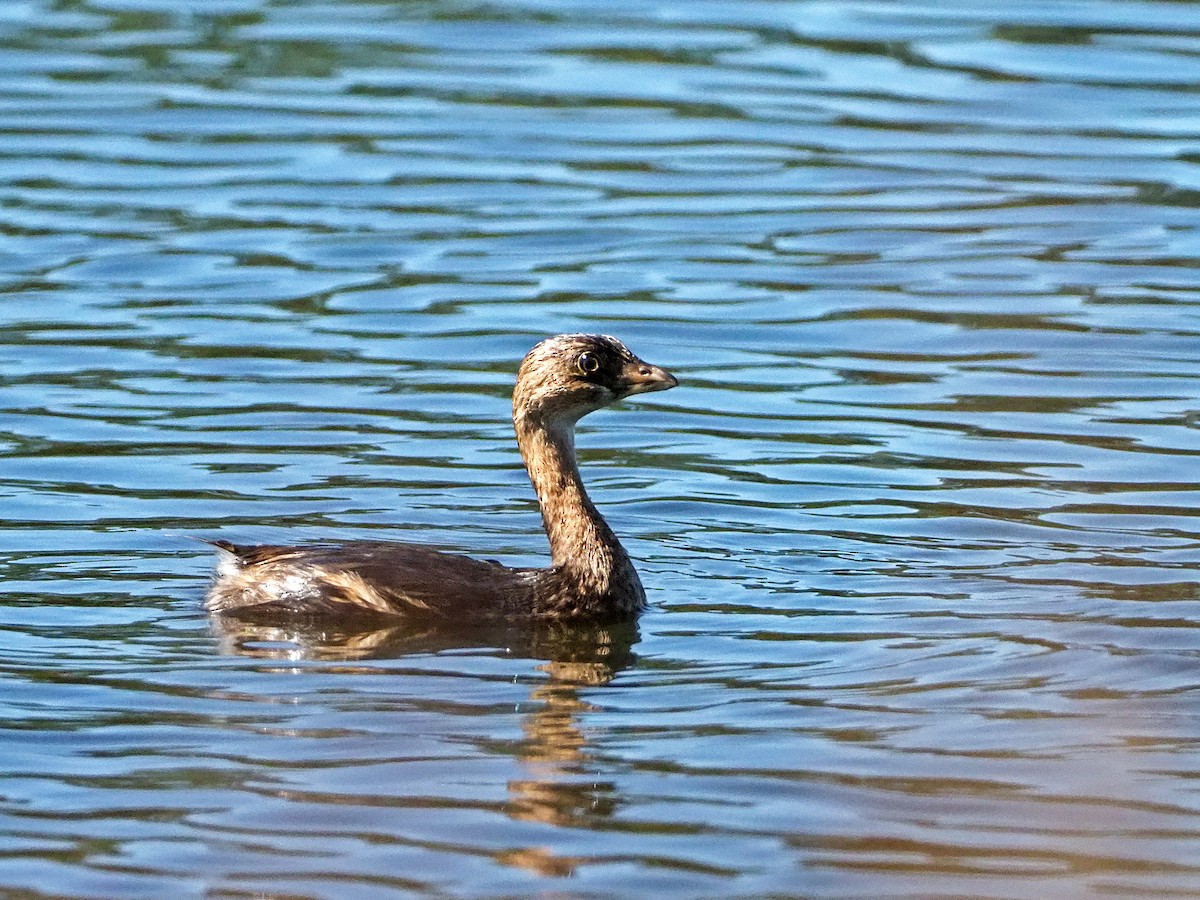 Pied-billed Grebe - ML120265021