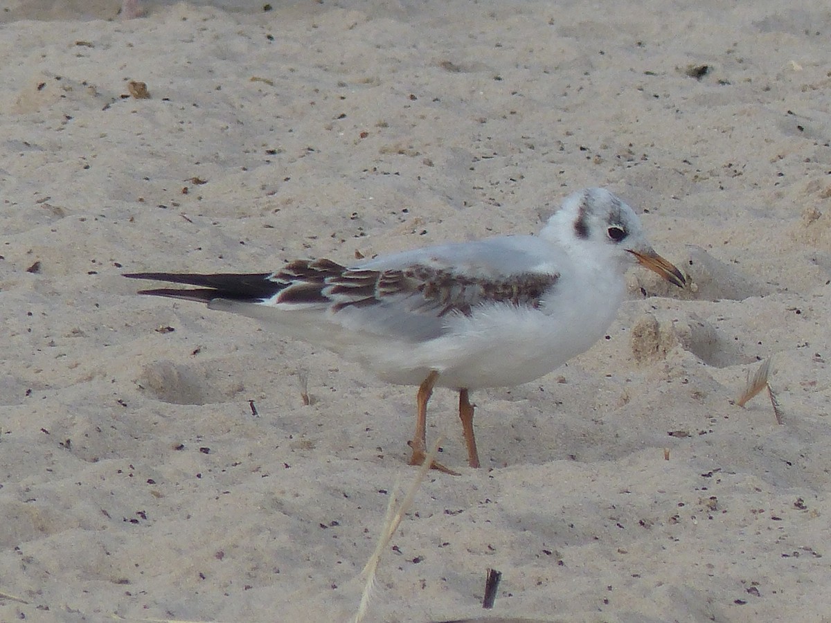 Black-headed Gull - ML120265601