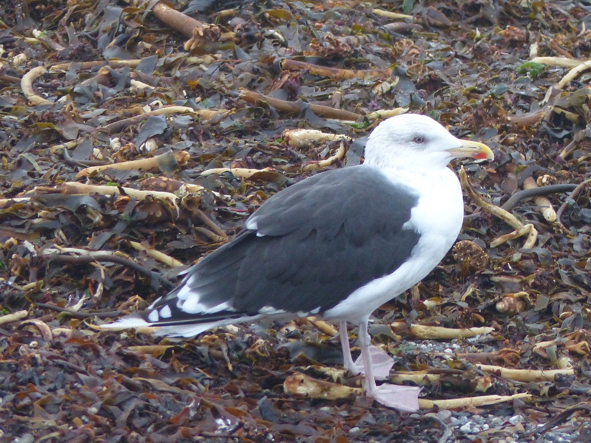 Great Black-backed Gull - Coleta Holzhäuser