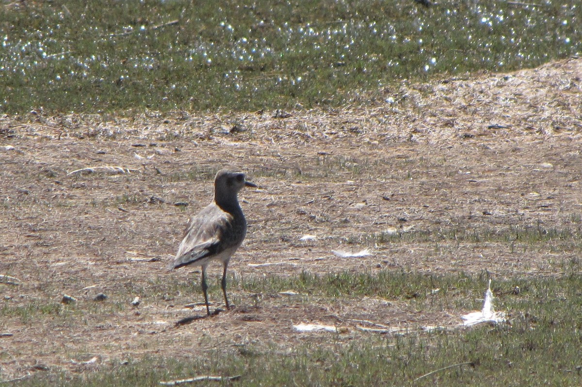 American Golden-Plover - ML120265901