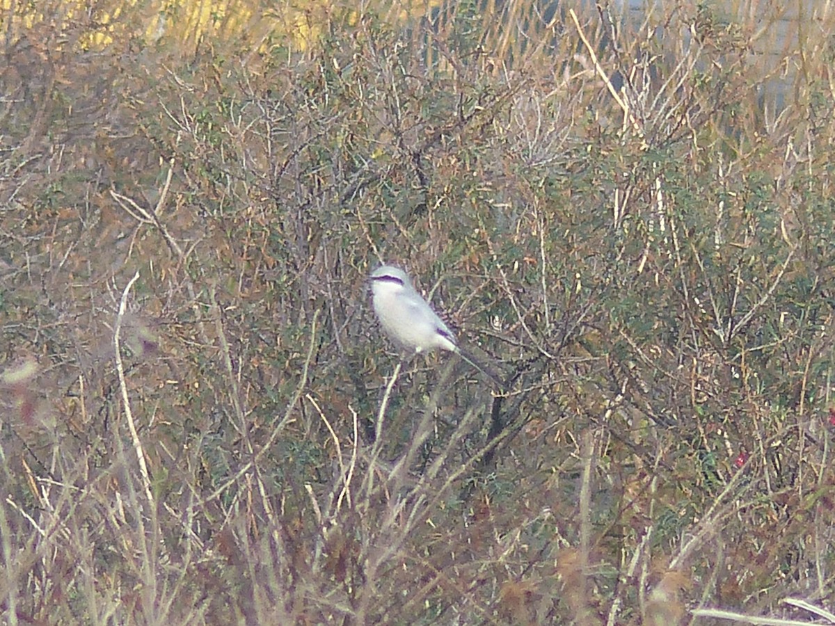 Great Gray Shrike - Coleta Holzhäuser