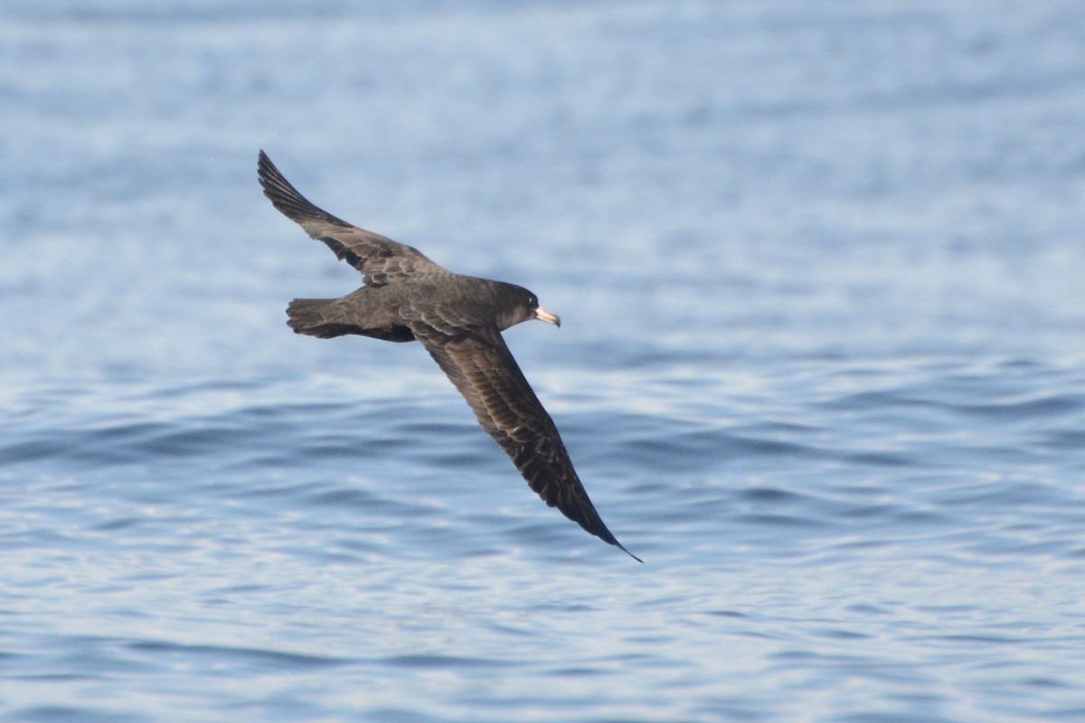 Flesh-footed Shearwater - Bridget Spencer