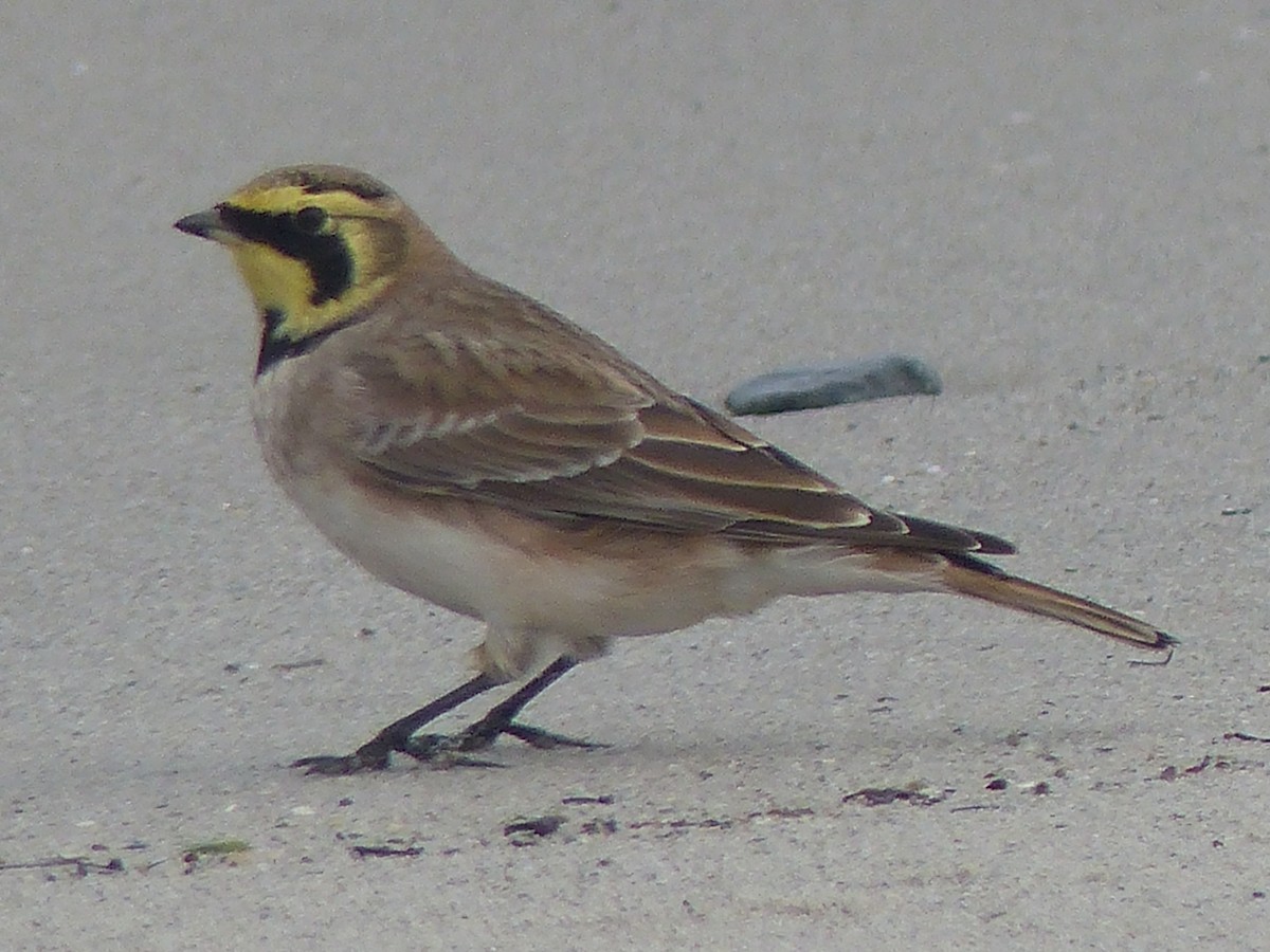 Horned Lark - Coleta Holzhäuser