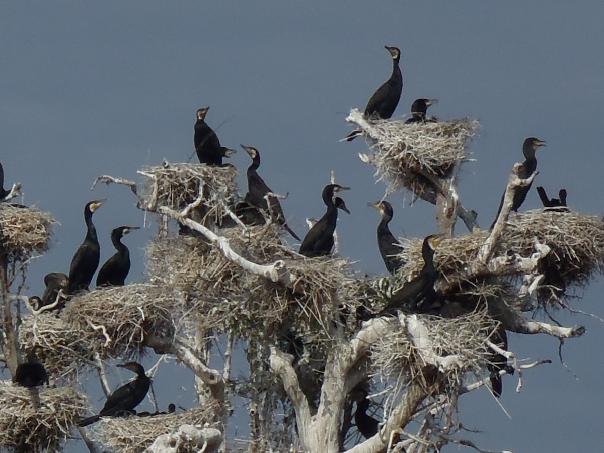 Great Cormorant - Ryne Rutherford