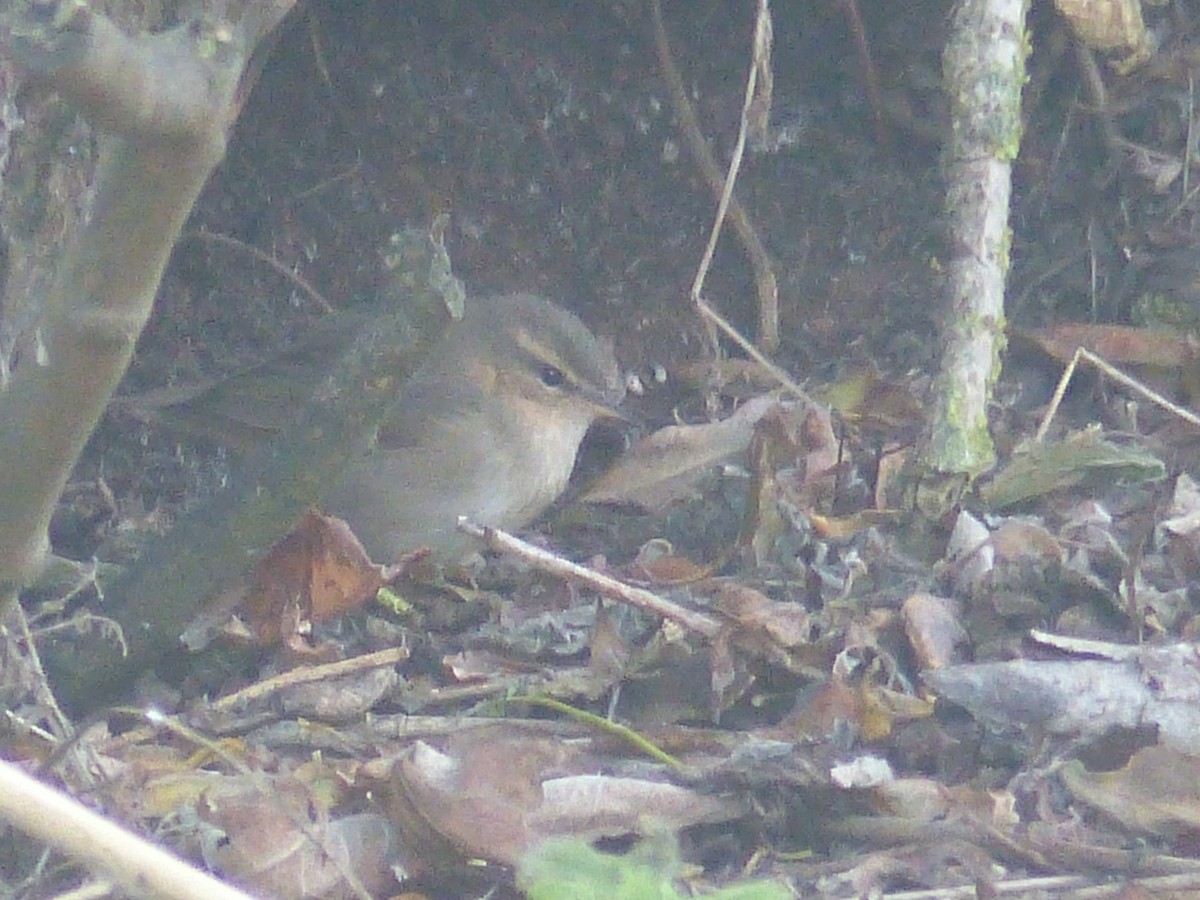 Dusky Warbler - ML120268631