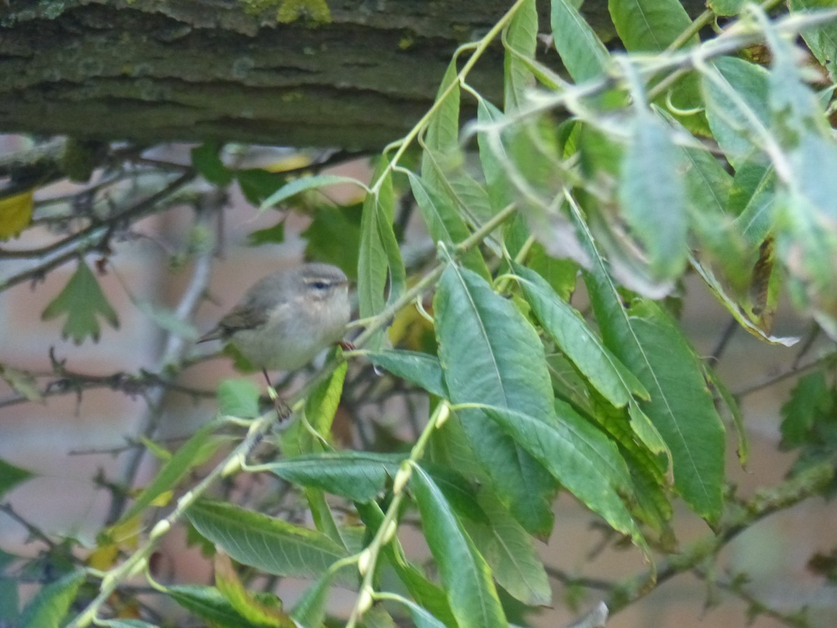 Dusky Warbler - ML120268651